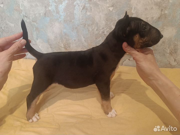 Стандартный бультерьер