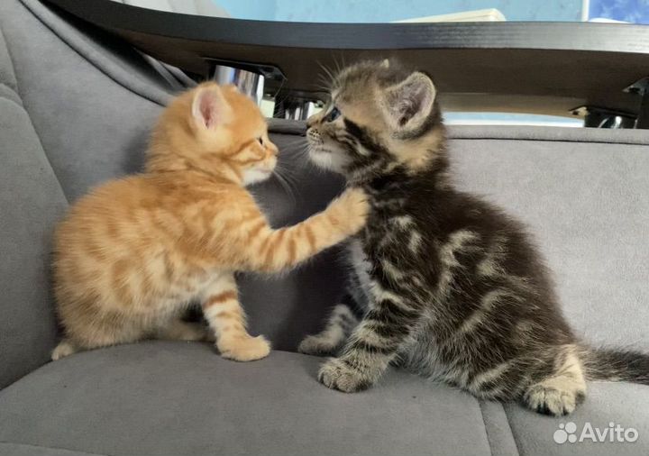 Отдам котят в хорошие руки