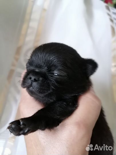 Чихуахуа микро малыши