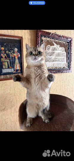 Шотландская