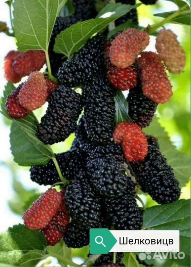 Саженцы плодовых и лекоративных деревьев и кустарн