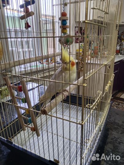 Попугай корелла с клеткой