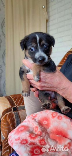 Щенки, мальчик и 2 девочки