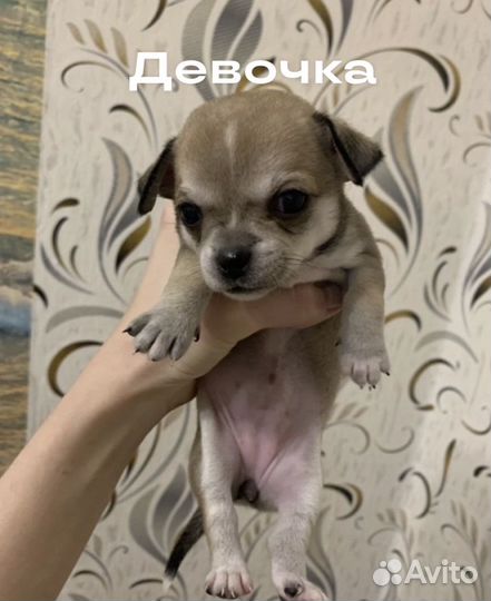 Щенки чихуахуа