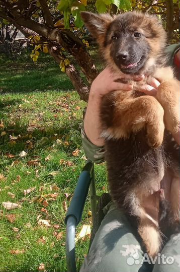 Немецкая овчарка