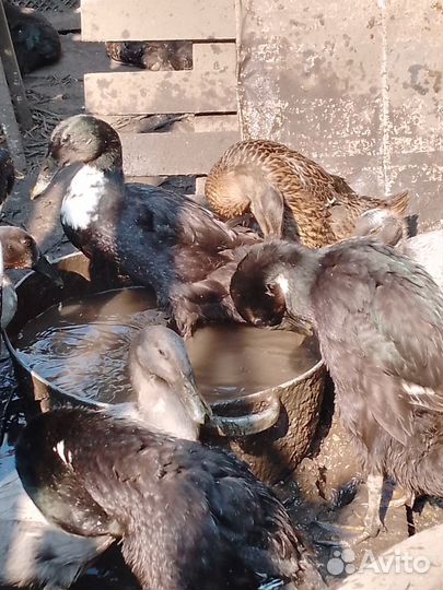 Утки Индийский бегун