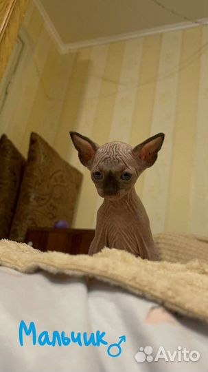 Канадский сфинкс котенок