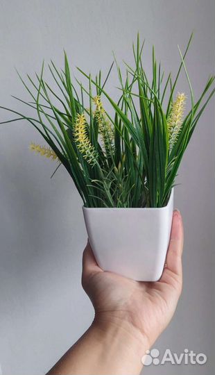 Трава в кашпо