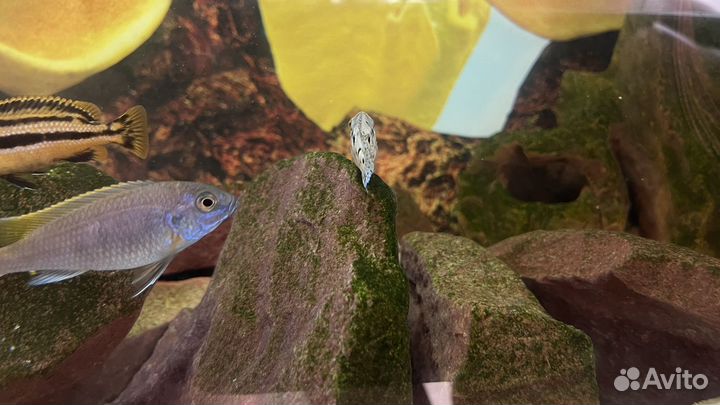 Аквариум с тумбой 200 литров