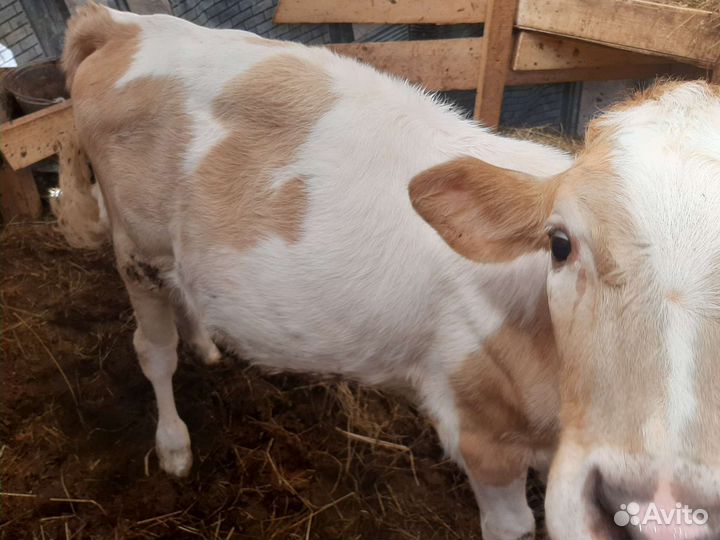 Бык, корова, 2 телочки