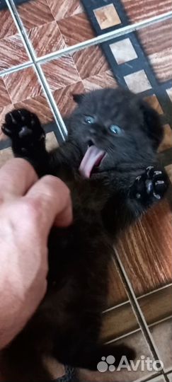 Котята британец шотландцы вислоухий шоколад