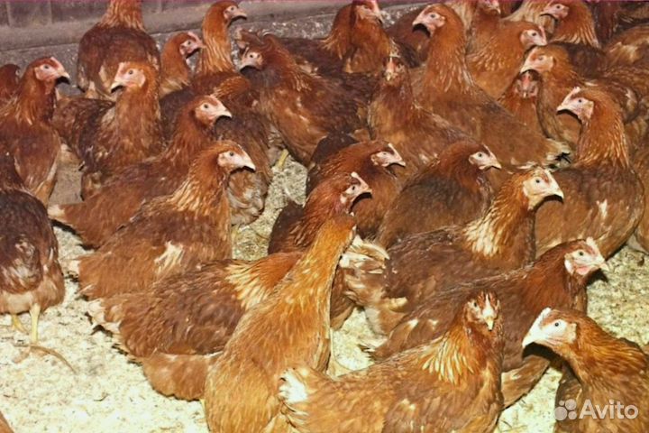 Куры несушки с доставкой