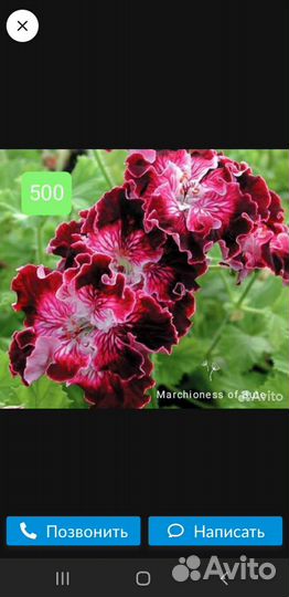 Королевская пеларгония