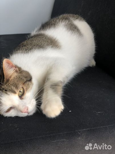 Кошка из приюта ищет дом