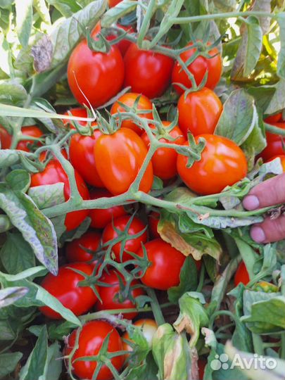 Помидоры оптом