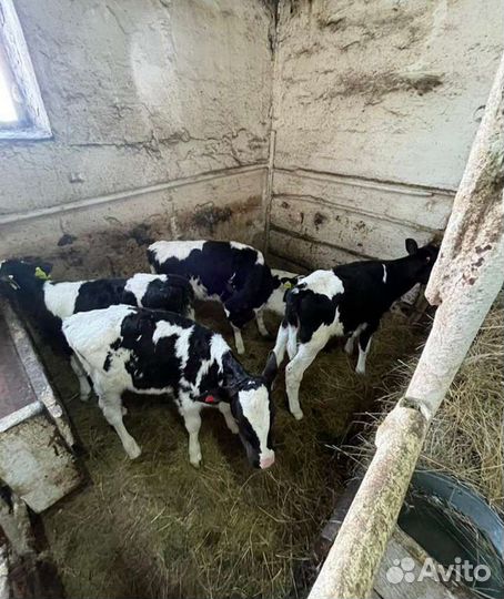 Телята бычки