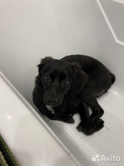 Собака спаниель