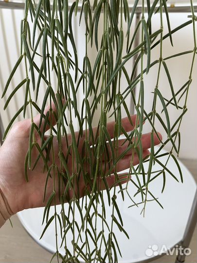 Хойя линеарис