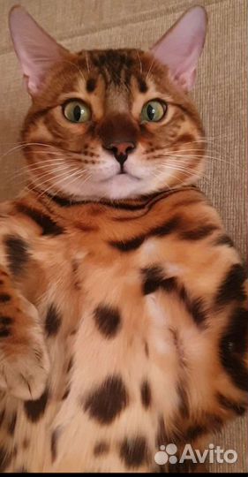 Бенгальский кот вязка