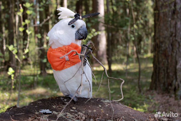 Консультации по содержанию попугаев