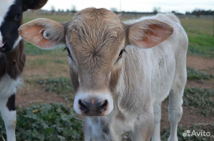 Молодняк крс