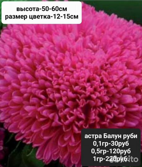 Продам проф.семена