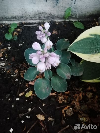 Хоста 2 сортов