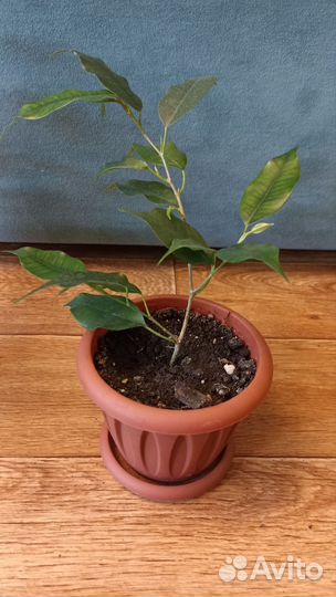 Фикус бенджамина