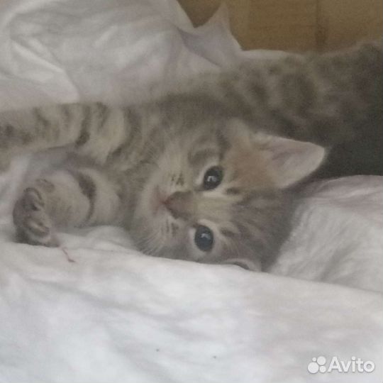 Котята в дар