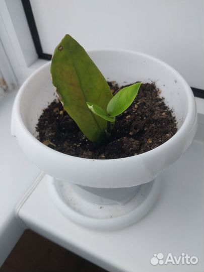 Замиокулькас