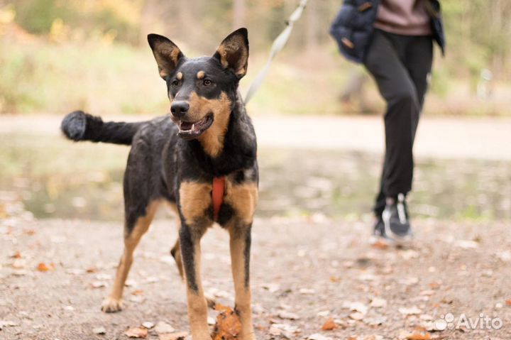 Люси ищет семью