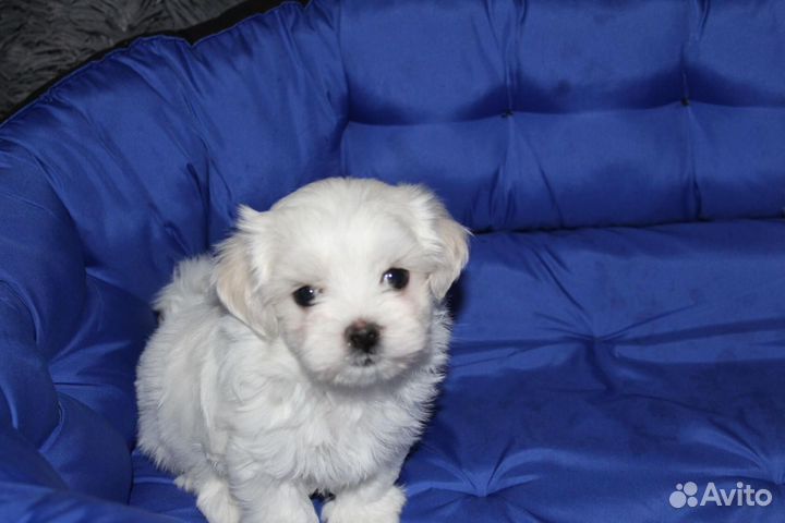 Щенки мальтезе
