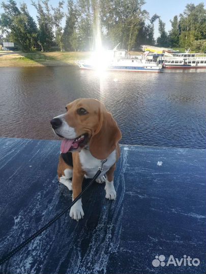 Щенки бигль