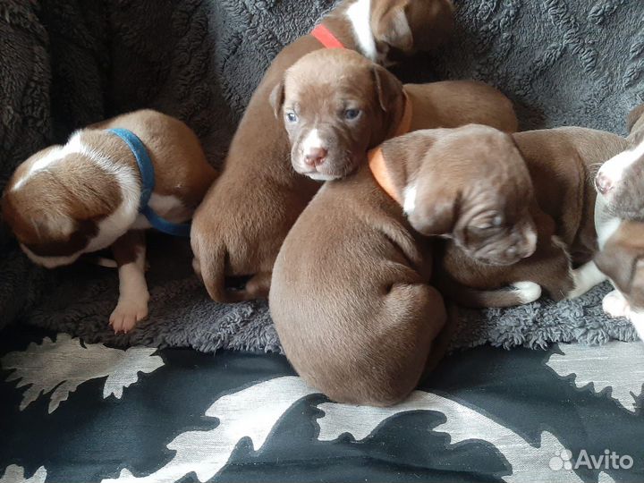 Щенки питбуля