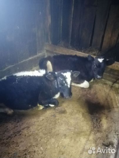 Быки и тёлки разных возростов