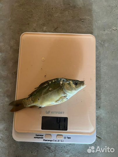 Продается малек карпа