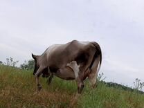 Корова стельная