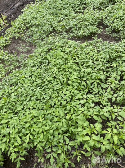 Рассада томатов,огурцов,перца,баклажан, базилика