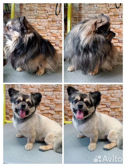 Груминг собак кошек