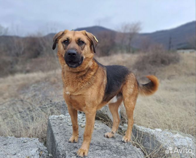 Собака в добрые руки