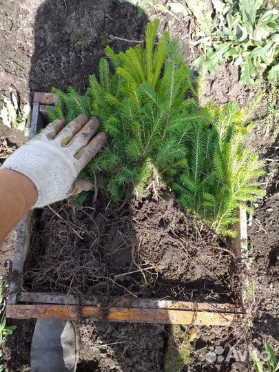 Саженцы, сосны, саженцы ели, сосны