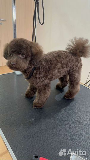 Мальтипу девочка