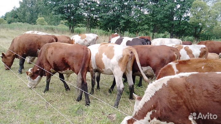 Быки коровы и телки