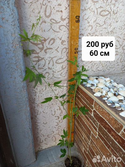 Вечнозеленая лиана-Пассифлора-Маракуйя