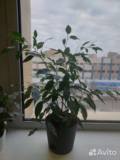 Фикус Бенджамина