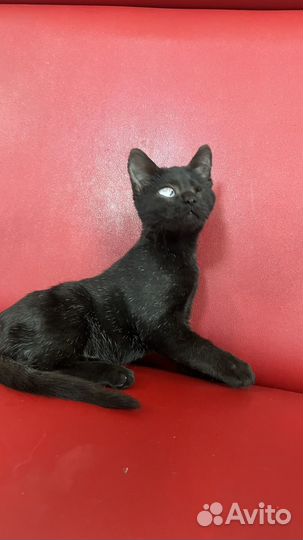 Особенный котик