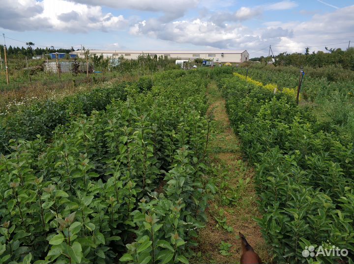 Ива, клен, липа, дуб красный, кедр, каштан, орех