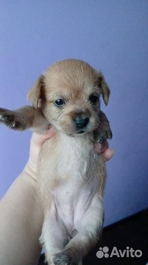 Домашние животные собаки маленькие