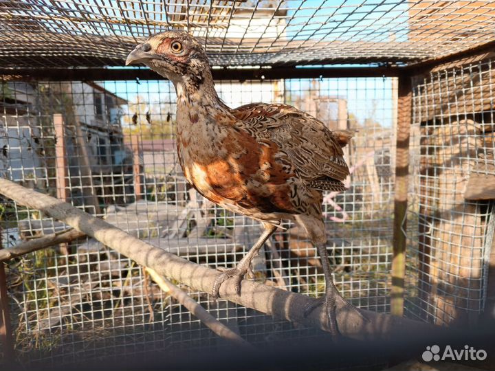 Охотничий Фазан самцы