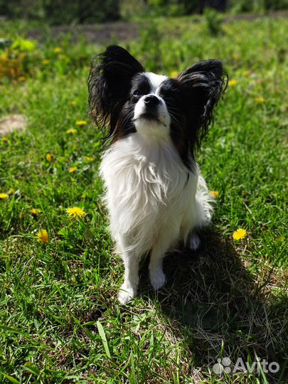 Папийон вязка